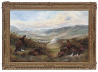 Richard David Kristupas - Red grouse in an extensive landscape