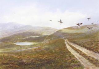 Richard David Kristupas - Red grouse in flight at Tillypronie