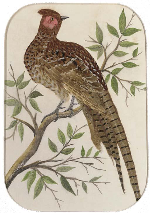 Richard David Kristupas - Resting Woodcock