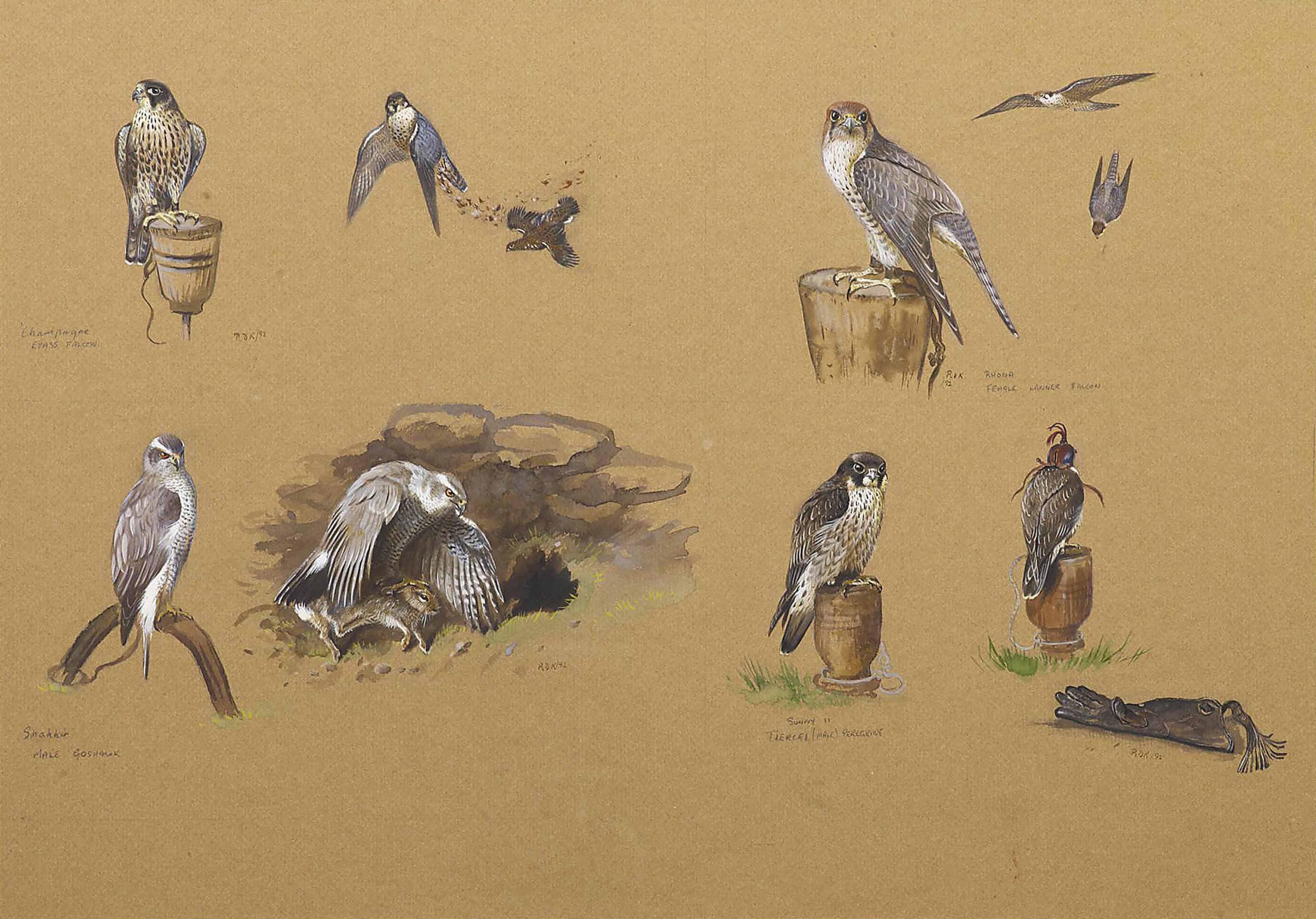 Richard David Kristupas - Studies of a goshawk, eyass falcon, female lanar falcon and male peregrine