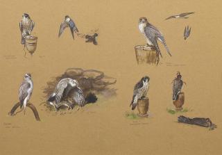 Richard David Kristupas - Studies of a goshawk, eyass falcon, female lanar falcon and male peregrine