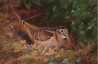 Richard David Kristupas - Woodcock By A Hollybush