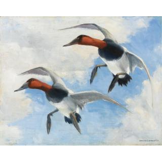 Richard Evett Bishop - American A Pair Of Canvasback Ducks