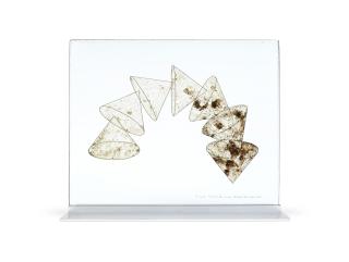 Richard Hamilton - Sieves, 1971