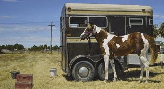 Richard Mclean - Incident In Galt (Paint Filly)