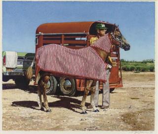 Richard Mclean - Peppermint Filly