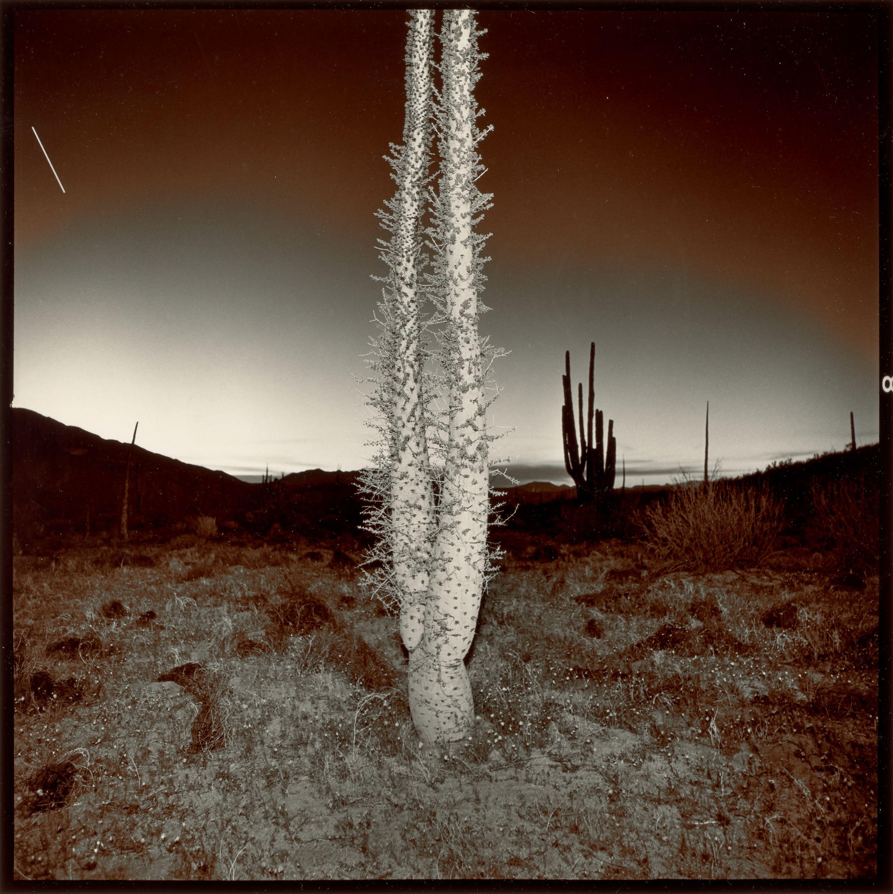 Richard Misrach - Boojum Tree, 1977