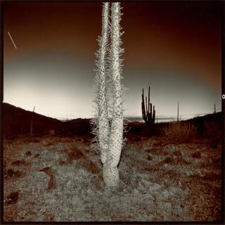 Richard Misrach - Boojum Tree, 1977