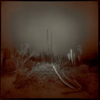 Richard Misrach - Cardon #2 (Cardon Cactus)