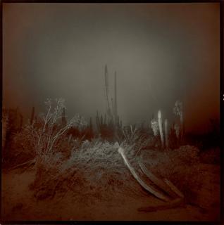Richard Misrach - Cardon #2 (Cardon Cactus)