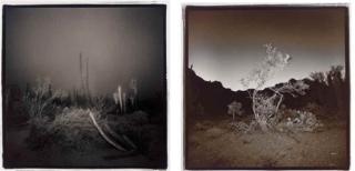 Richard Misrach - Cardon Cactus In Fog, 1976; Bush #2, 1976