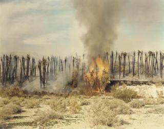 Richard Misrach - Desert Fire, #1 (Burning Palms), 1989