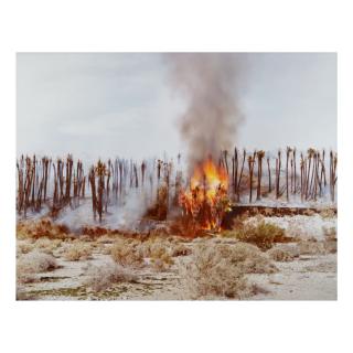 Richard Misrach - Desert Fire #1 (Burning Palms) (From Desert Canto Iv: The Fires)