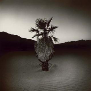 Richard Misrach - Palm #1, 1975