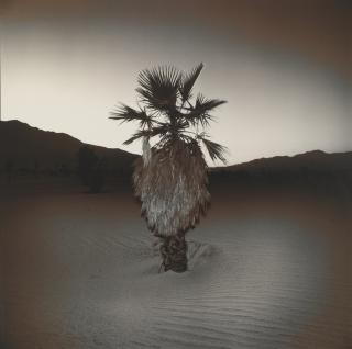 Richard Misrach - \'Palm #1\'