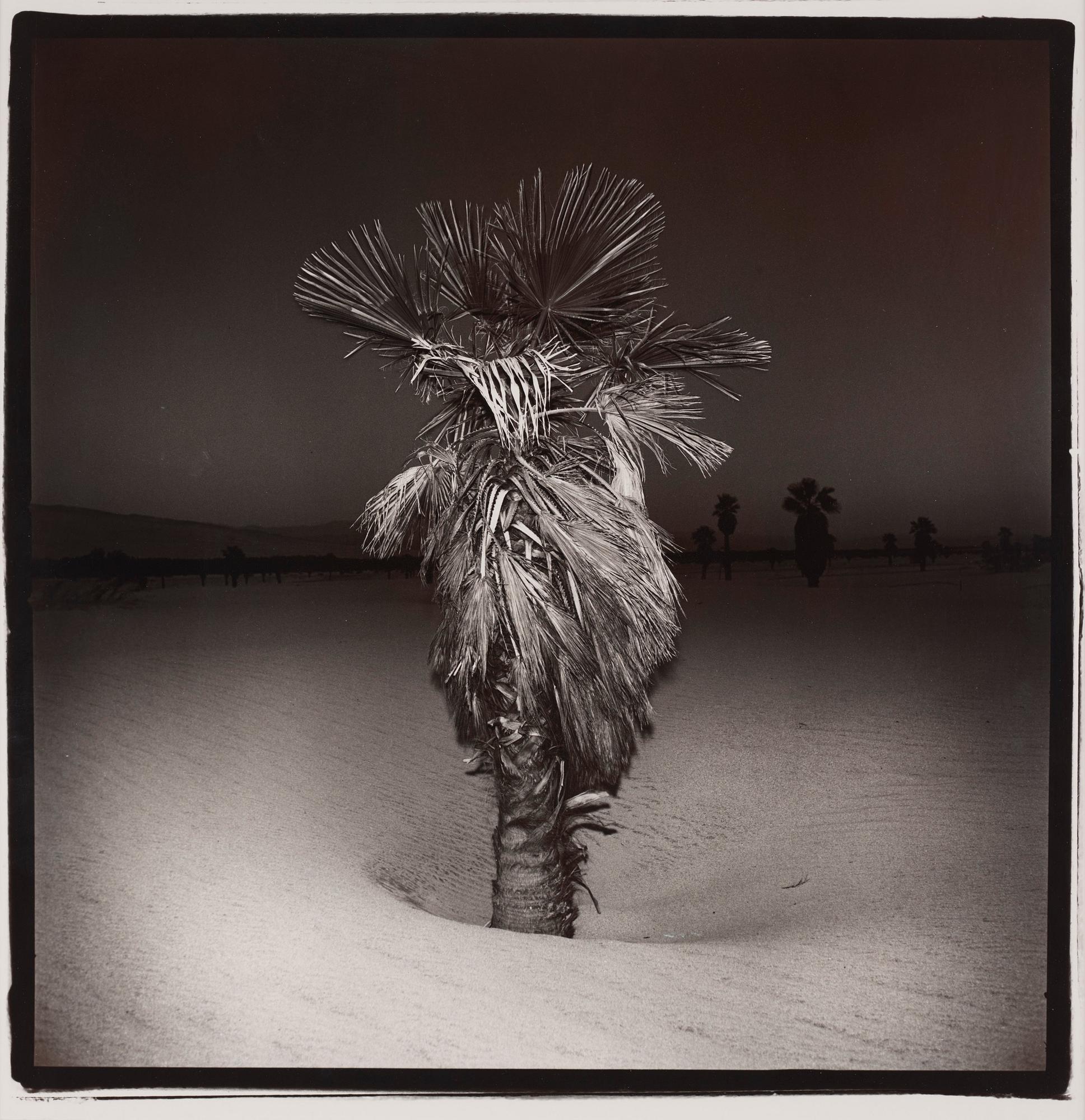 Richard Misrach - \'Palm #3\', 1975