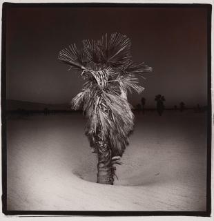 Richard Misrach - \'Palm #3\', 1975