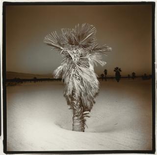 Richard Misrach - Palm Tree, California