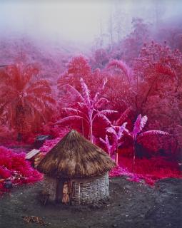 Richard Mosse - Come Out (1966) II, (from ‘Infra\' series), 2011