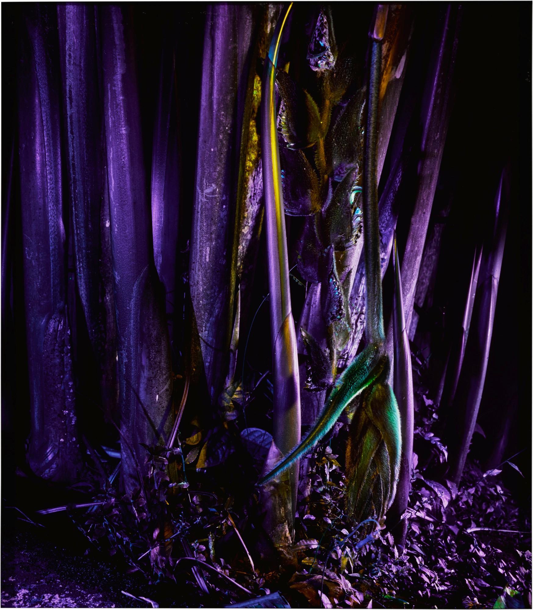 Richard Mosse - Heliconia rostrata (from Ultra)