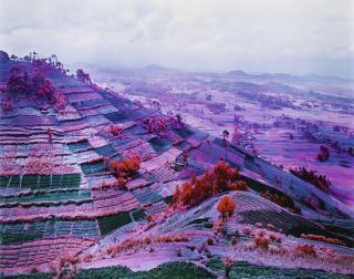 Richard Mosse - Here Come The Warm Jets, North Kivu, Eastern Congo