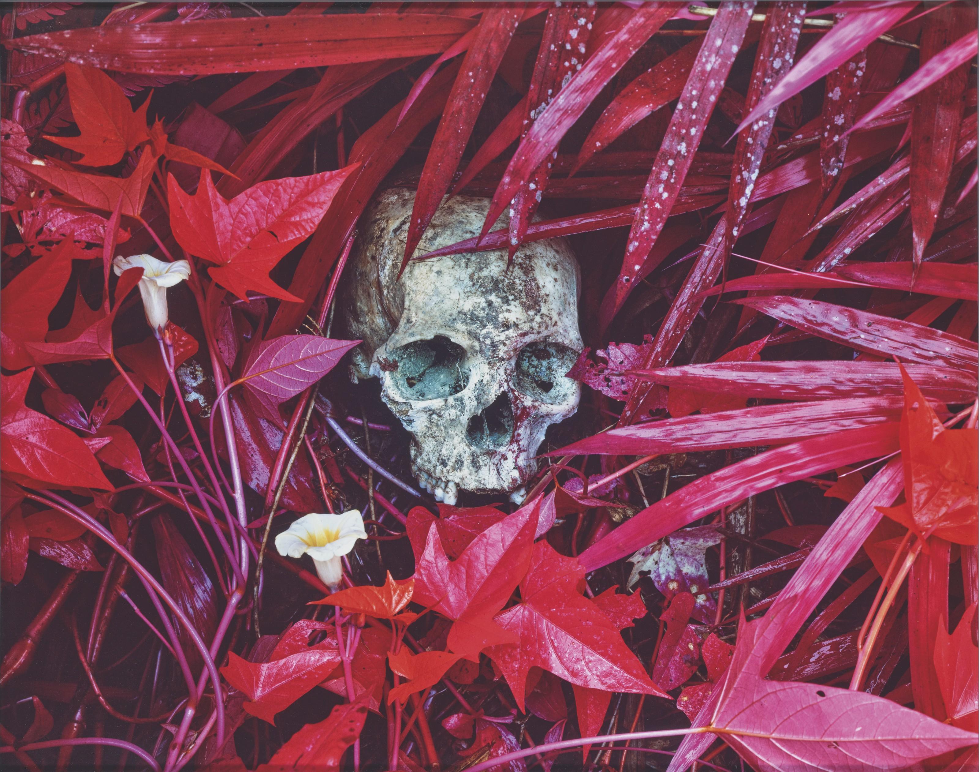 Richard Mosse - Of Lilies and Remains, 2012