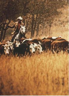 Richard Prince - Untitled (Cowboys)