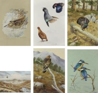 Richard Robjent - A sketchbook: Scottish birds, including grouse, kingfisher and woodcock