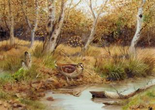 Richard Robjent - A Woodcock In A Wooded Landscape