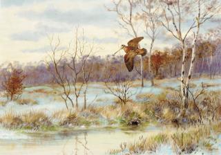 Richard Robjent - A Woodcock In Flight