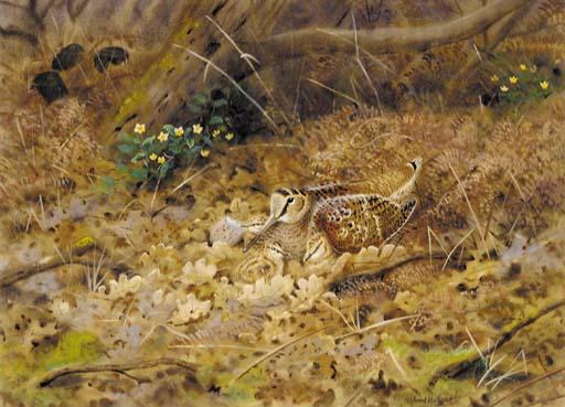 Richard Robjent - A woodcock nesting
