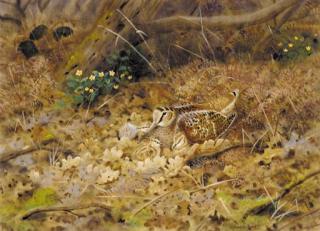 Richard Robjent - A woodcock nesting