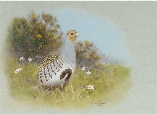Richard Robjent - An English Partridge In A Meadow
