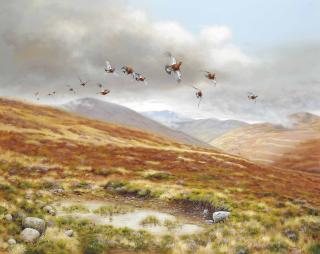 Richard Robjent - Driven grouse, Invercauld