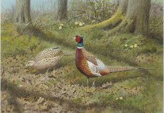 Richard Robjent - Foraging pheasants