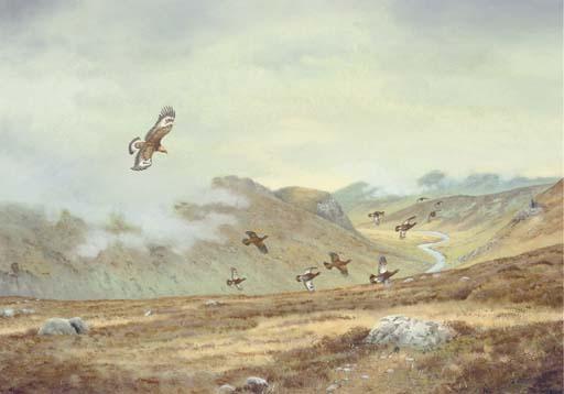 Richard Robjent - Golden Eagle Attacking Grouse, Invercauld, Deeside