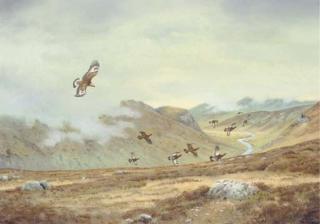 Richard Robjent - Golden Eagle Attacking Grouse, Invercauld, Deeside