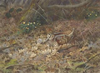 Richard Robjent - Nesting woodcock