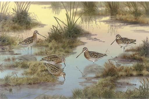 Richard Robjent - Snipe, Late Afternoon