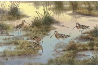 Richard Robjent - Snipe, Late Afternoon
