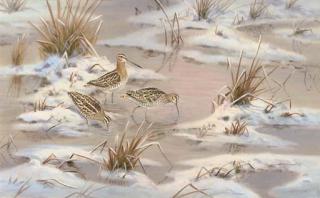 Richard Robjent - Snipe watering, winter