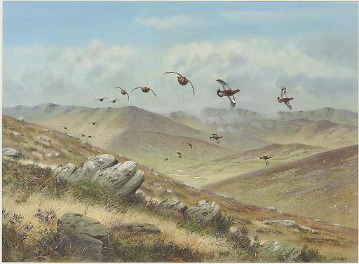 Richard Robjent - Straight for the butts, driven grouse