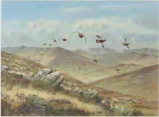 Richard Robjent - Straight for the butts, driven grouse