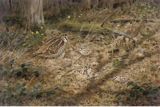 Richard Robjent - Woodcock And Chicks In The Undergrowth