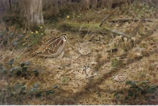 Richard Robjent - Woodcock And Chicks In The Undergrowth