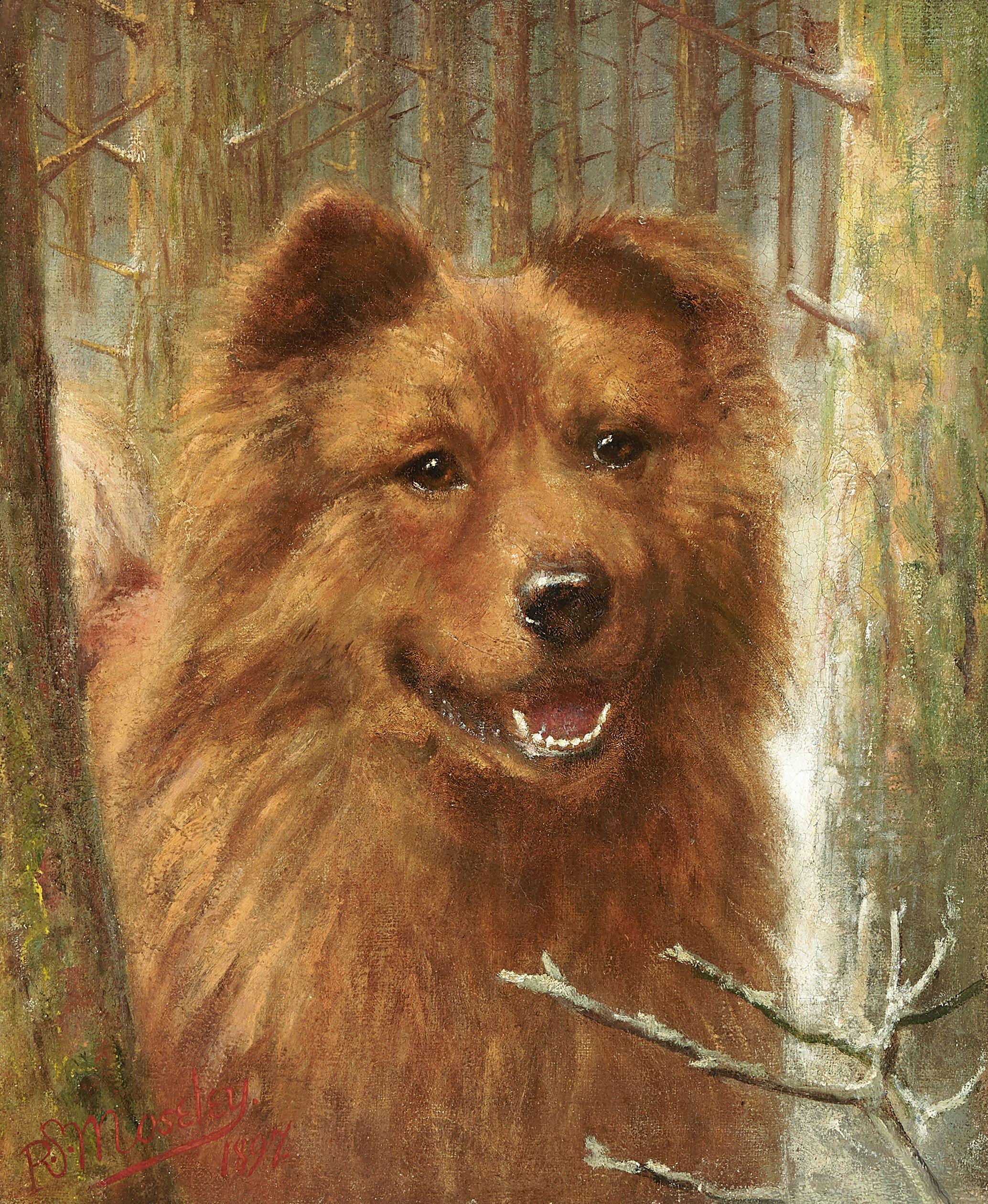 Richard S. Moseley - Chow-chow in a forest