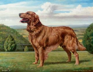Richard Stone Reeves - Robby, a Golden Retriever