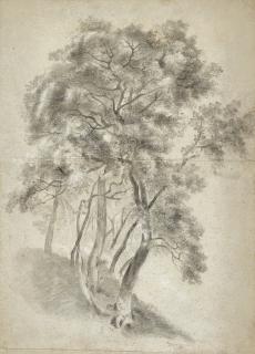 Richard Wilson, R.A. - Study of trees on a hillside, probably at Lake Nemi