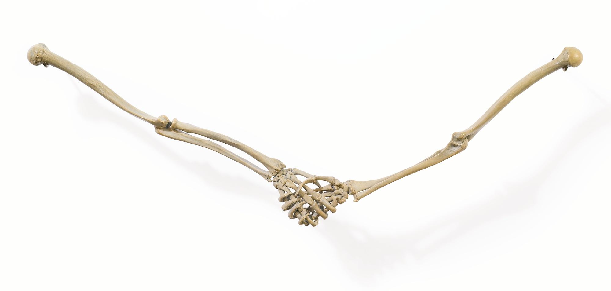 Ricky Swallow - Tusk