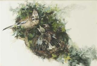 Rien Poortvliet - Jay feeding chicks